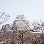 姫路城の桜2016（DSC-RX100で撮影）